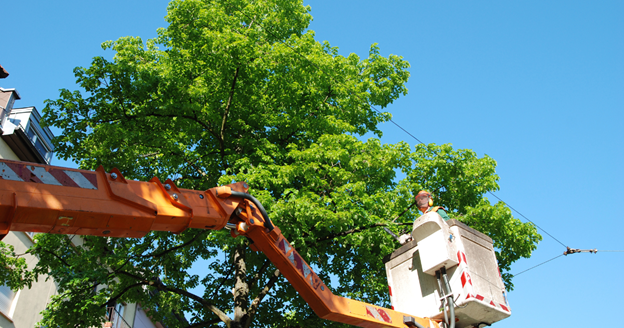 why tree service